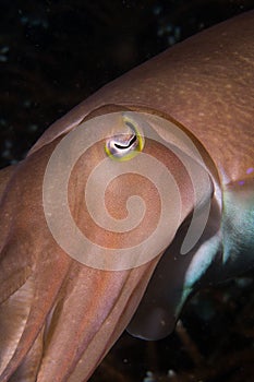 Colourful cuttlefish