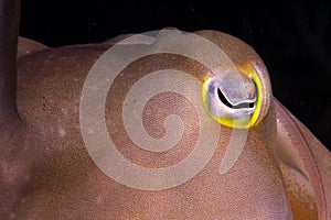 Colourful cuttlefish eye