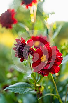 Colourful dahlia flowers in a backyard garden in autumn. Fall season