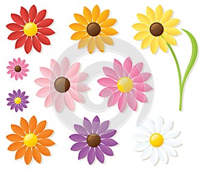 Colourful Daisies