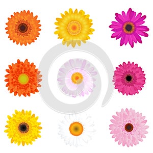 Colourful Daisies. Vector