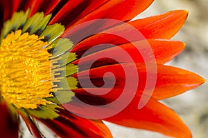 Colourful daisy flower