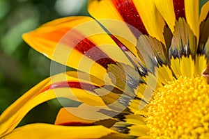 Colourful daisy flower in garden