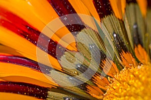 Colourful daisy flower in garden