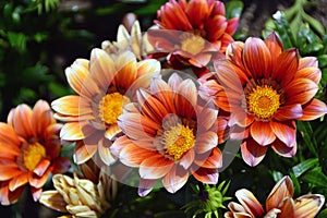 Colourful Daisy flowerbed