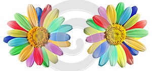 Colourful daisy in rainbow colours