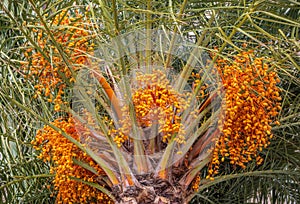 Colourful dates clusters