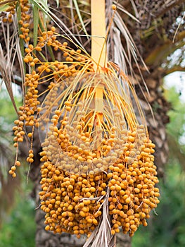 Colourful dates.