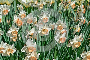 Colourful defodils growing in garden