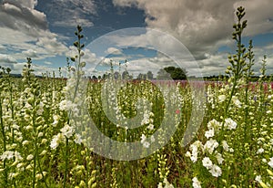 Colourful Delphiniums in a field