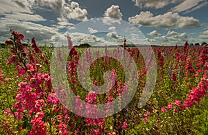 Colourful Delphiniums in a field