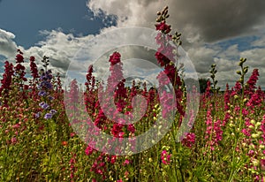 Colourful Delphiniums in a field