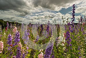 Colourful Delphiniums in a field