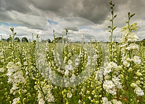 Colourful Delphiniums in a field
