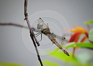 Colourful dragon fly