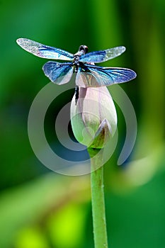 Colourful dragonfly on a lotus flower