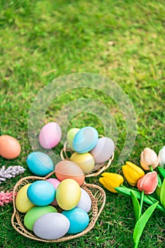 Colourful Easter eggs decoration in basket with flower on green grass lawn. Happy Easter tradition holiday and springtime seasonal