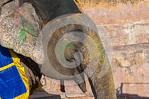 Colourful elephant in Jaipur, Rajasthan, India