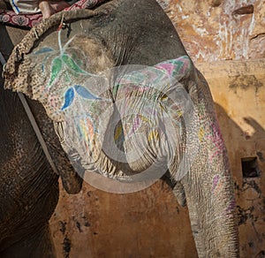 Colourful elephant in Jaipur, Rajasthan, India