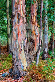 Colourful eucalptus trees with sun streaming through