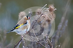 Colourful European Goldfinch resting on a thistle