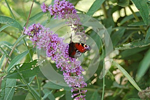 Colourful Peacock butterfly.