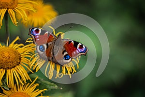 Colourful European peacock butterfly on the yellow flower
