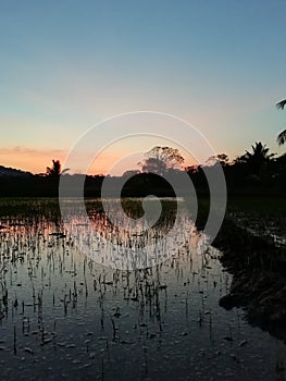 Colourful evining sky with paddy field and water