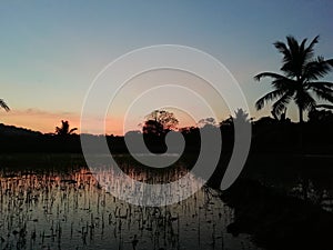 Colourful evining sky with paddy field and water