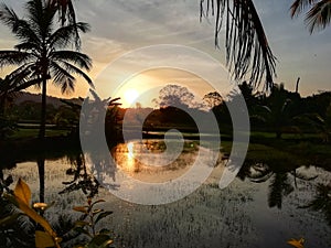 Colourful evining sky with paddy field and water