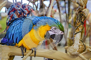 Colourful Exotic Parrot For Sale At The Bird Market