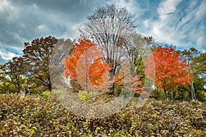 Colourful when fall comming,Autumn in Central Park