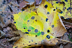 Colourful fall leaves with black acid burn points or acid burn stains
