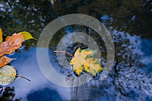 Colourful fall leaves in pond lake water, floating autumn leaf. Fall season leaves in rain puddle. Sunny autumn day