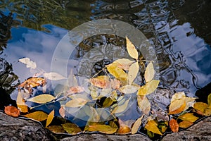 Colourful fall leaves in pond lake water, floating autumn leaf. Fall season leaves in rain puddle. Sunny autumn day