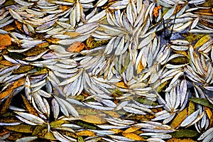 Colourful fall leaves in pond lake water, floating autumn leaf. Fall season leaves in rain puddle.