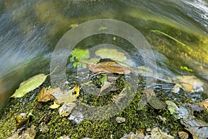 Colourful Fallen leaves on top of a rock with moss and running water.