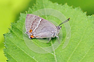 Purple Hairstreak Butterfly - Favonius quercus with closed wings basking on a leaf. photo