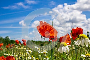 Colourful field of poppies and blue sky with clouds