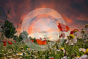 Colourful field of poppies and blue sky with clouds and sunset in the evening