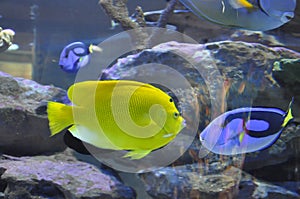 Colourful fishes in Two Oceans Aquarium