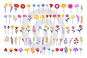 Colourful floral set. Blossom flower, wildflower in flat design style