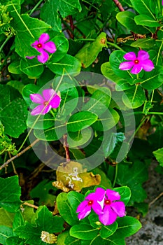 Colourful flower branch captured from a flower garden.