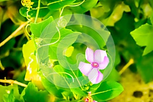 Colourful flower captured from a flower garden.