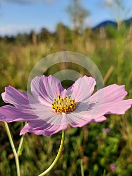 Colourful flower in landscape of southamerica photo