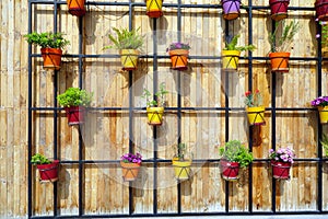 Colourful Flower Pots on Wooden Wall