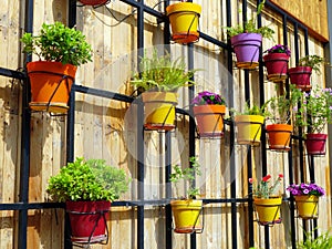 Colourful Flower Pots on Wooden Wall