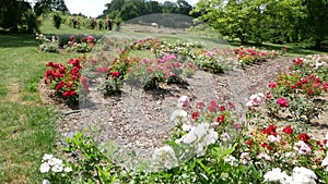 Colourful Flowerbeds with many roses