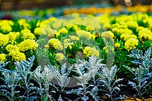 Colourful Flowerbeds and summer Formal Garden, close-up flowers