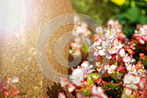 Colourful Flowerbeds and summer Formal Garden, close-up flowers